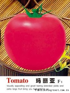 供应玛利亚——番茄种子