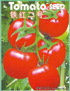供应铁红二号——番茄种子