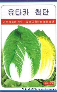 供应鑫峰——白菜种子