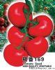供应精番169——番茄种子