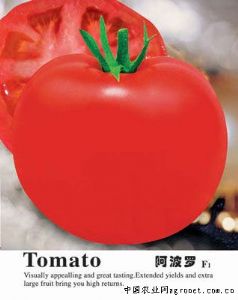 供应阿波罗——番茄种子