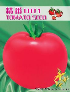 供应精番001——番茄种子