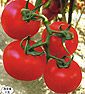 供应鼎坚番茄——番茄种子