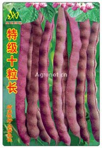 供应特级十粒长-芸豆种子