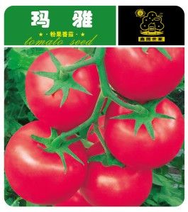 供应玛雅—番茄种子