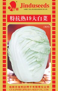 供应特抗热19大白菜505—白菜种子