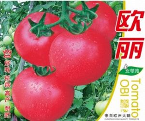 供应欧丽—番茄种子