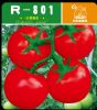 供应R-801—番茄种子