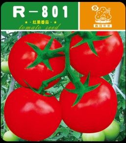 供应R-801—番茄种子