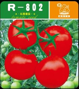 供应R-802—番茄种子