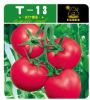 供应T-13—番茄种子