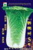 供应新锦州五号蓝——白菜种子