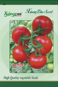 供应圣保罗以色列硬果番茄—番茄种子