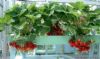 供应盆景蔬菜—草莓