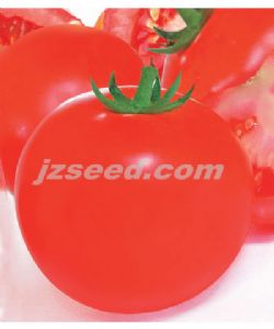 供应澳优金富—番茄种子