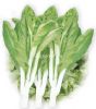 供应世珍早冠白菜苔——菜薹种子