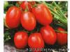 供应新育98-1—番茄种子