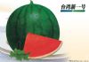 供应台湾新一号—西瓜种子