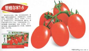 供应里格尔87-5—番茄种子