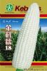 供应金科糯18—玉米种子