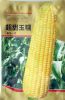 供应超甜玉糯—玉米种子