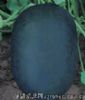 供应黑丰冠—西瓜种子