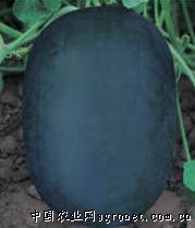 供应黑丰冠—西瓜种子