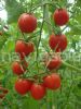 供应粉贝拉-樱桃番茄种子