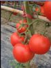 供应红特尔－番茄种子