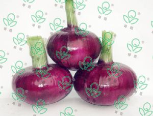 供应扁平紫皮洋葱—洋葱种子
