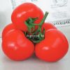 供应夏丰番茄—番茄种子