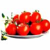 供应穗丰番茄—番茄种子