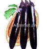紫玉长茄—茄子种子