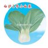 供应白沙1号小白菜—白菜种子