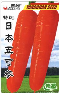 供应特选日本五寸参—胡萝卜种子