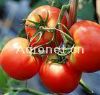 供应西红柿（大红）
