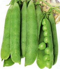 供应超级豌豆—豌豆种子