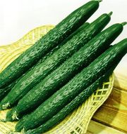 供应绿星—黄瓜种子