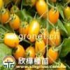 金豔--台南12号--番茄种子