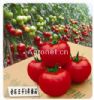 金石王子6号番茄——番茄种子