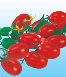 供应天下一红小番茄种子