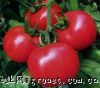 供应粉霸0号—番茄种子(种苗）