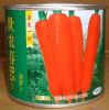 供应世农春95F1—胡萝卜种子