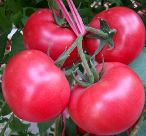 供应欧易—番茄种子