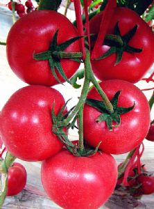 供应金风307—番茄种子