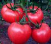 供应金莎315—番茄种子