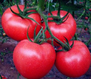 供应金莎315—番茄种子