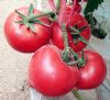 供应中研968—番茄种子