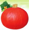 供应红冠王--南瓜种子