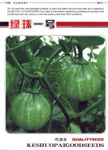 供应绿珠一号—西葫芦种子